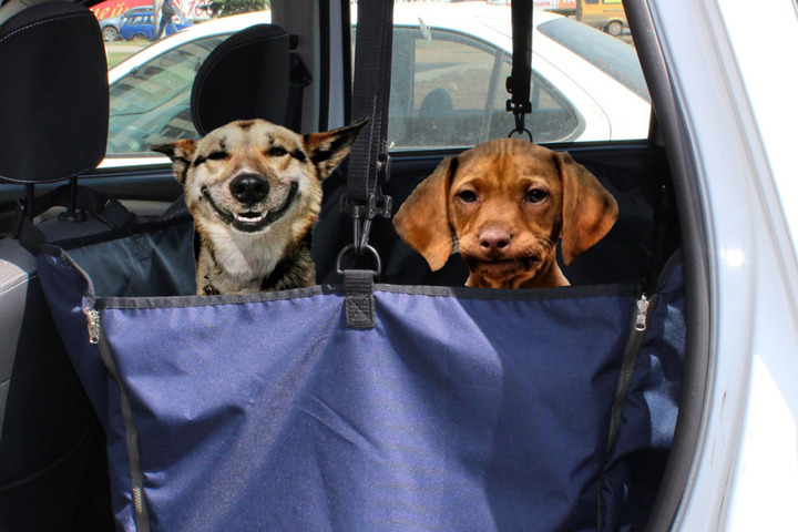 Главу ГИБДД РФ просят сделать «переноски» обязательными для перевозки домашних животных в машинах (даже крупных собак)