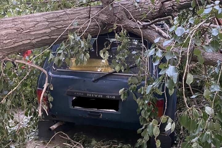 В Саратове ожидается сильный ветер. Юрист рассказала, что делать, если на вас или ваш автомобиль упало дерево и кто за это ответит