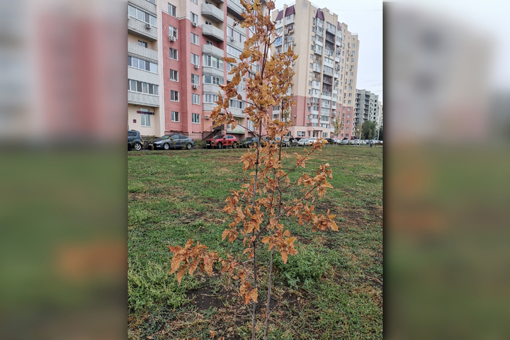 Жители поселка Юбилейный показали, как теперь выглядят деревья в парке Изумрудный из-за отсутствия автополива