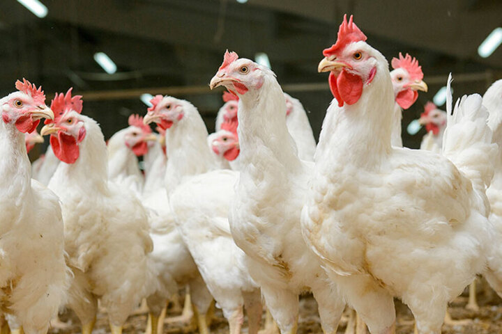 На одном из предприятий в Саратовской области нашли птичий грипп 