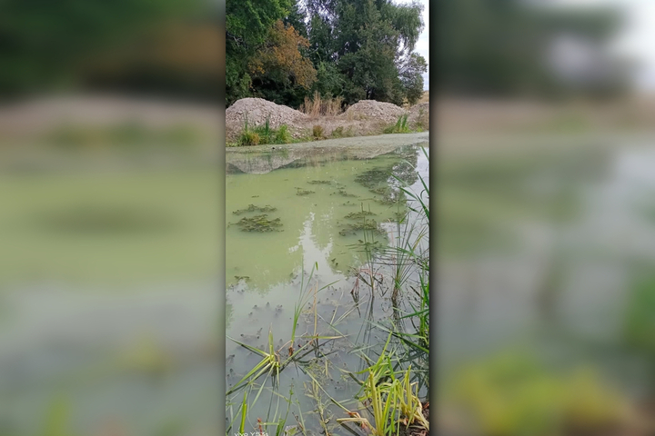 Очевидцы: в Кокуринском пруду массово погибла рыба