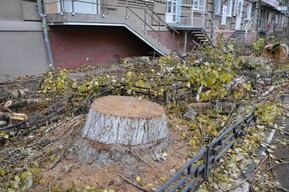 В Саратове собираются спилить еще 28 деревьев и провести обрезку 61: одно из них разрушает постройку на территории здания полиции