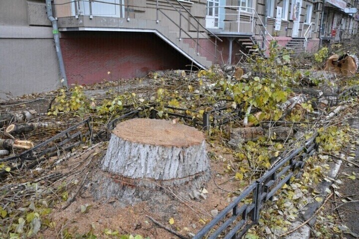В Саратове собираются спилить еще 28 деревьев и провести обрезку 61: одно из них разрушает постройку на территории здания полиции