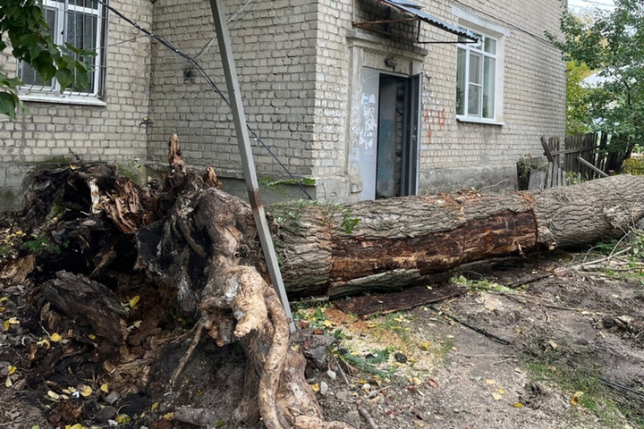 Жители Нагорной пожаловались, что за лето у их дома упало два дерева: одно снесло балкон, второе повредило газовую трубку