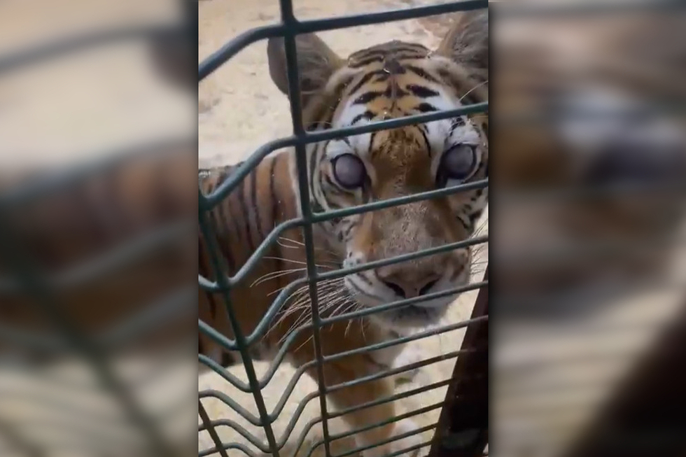 Представители московского зоопарка рассказали, куда отправится ослепшая тигрица из Саратова