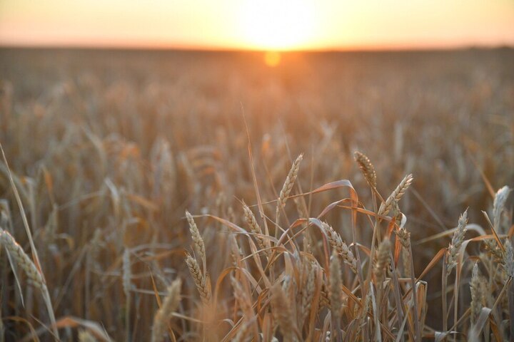 В Саратовской области собрали рекордный урожай зерна (ранее сообщалось, что его, возможно, будет негде хранить)