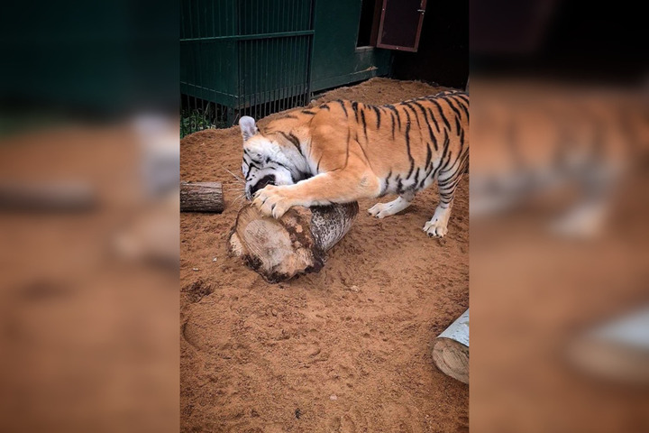 Где оказалась и как себя чувствует слепая тигрица из Саратова: видео