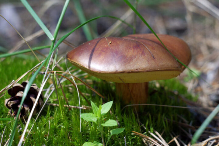 Почему грибы не стоит собирать в пакеты и какие виды не нужно предварительно варить: медики озвучили правила безопасной «тихой охоты»