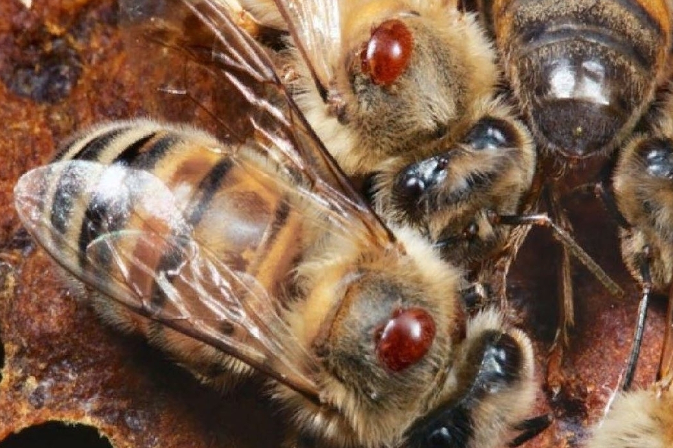 В Саратовской области у пчел обнаружили опасное заболевание, вызванное клещом