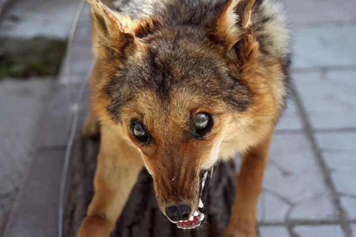 В Ленинском районе объявили карантин из-за заражённой бешенством собаки