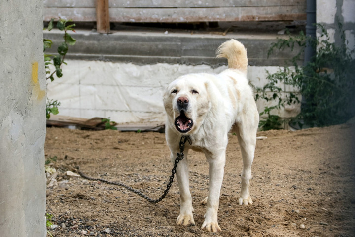 Саратовский суд пришел к выводу, что соседи имеют право на компенсацию морального вреда из-за собачьего лая