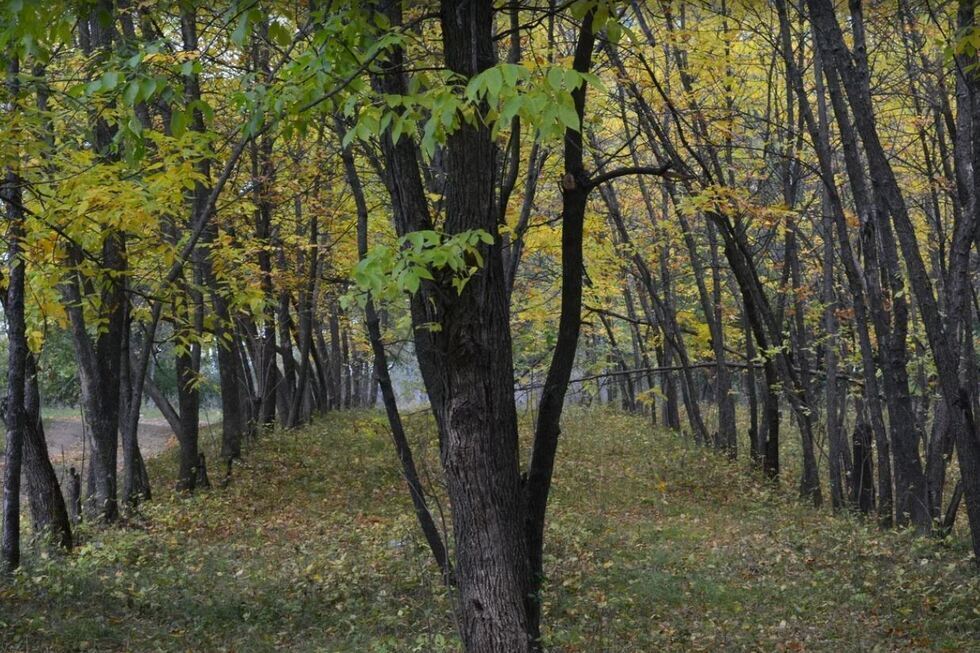 Двое мужчин приехали в лес с бензопилами и спилили деревья на полмиллиона рублей. Решение суда