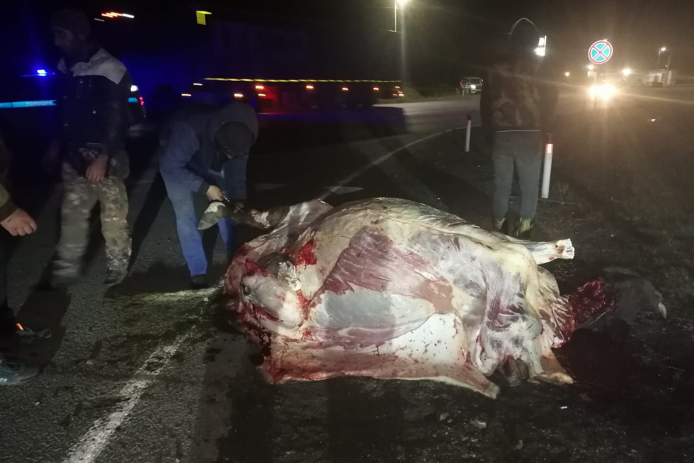 В Вольском районе на трассе сбили двух коров и зарезали их на месте ДТП
