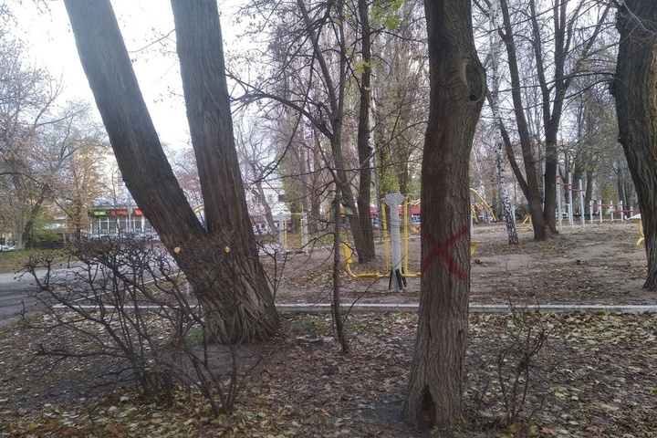 «Сколько в глубине парка приговорили — неизвестно»: житель Саратова обнаружил в Детском парке красные кресты на деревьях и опасается массовой вырубки