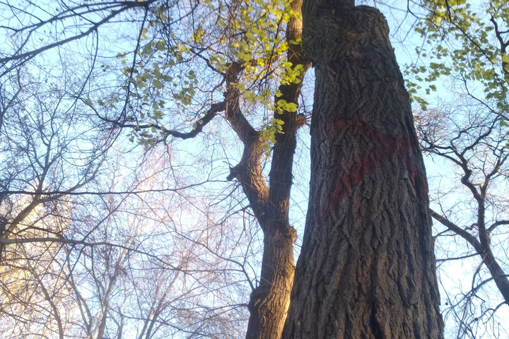 Дупла, гниль и грибы: чиновники рассказали, за что приговорили к сносу 20 деревьев в Детском парке