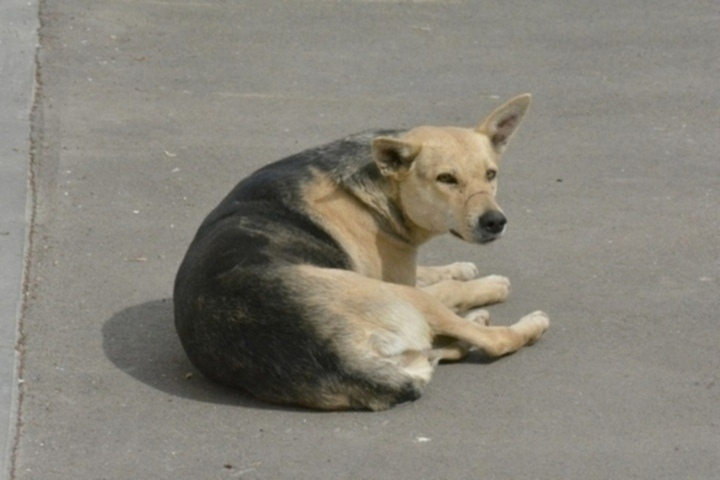 Нападение бездомных собак на людей. Еще одной жертвой животного стал школьник из Балаково