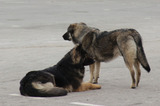 Возбуждено уголовное дело о халатности чиновников Энгельсского района из-за нападения бездомных собак на жителей. Следователи ищут жертв