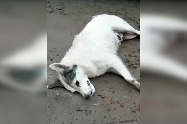 «Животные погибали мучительной смертью»: в Заводском районе отравили собак