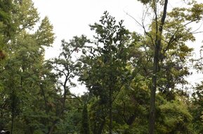 В саратовском парке со столетней дубравой хотят вырубить восемь деревьев
