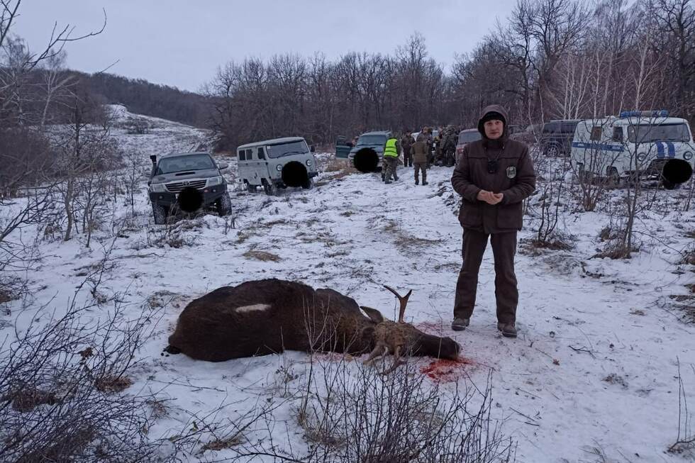 Охотник вместо молодого лося убил взрослого: проводится проверка