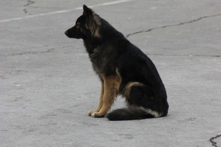 Энгельсским чиновникам придётся заплатить за покусанного собакой восьмилетнего мальчика