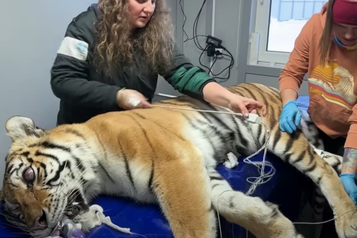 Спасенной тигрице Авроре из Саратова провели еще одну тяжелую операцию и удалили второй глаз (видео)