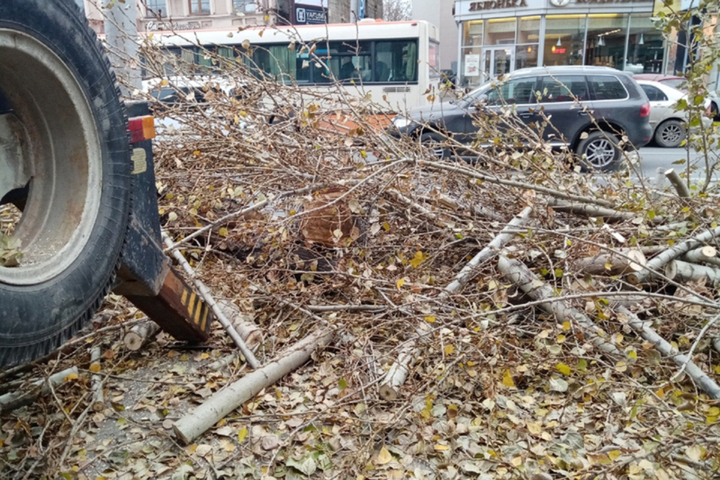 В Саратове собираются срубить более 40 деревьев и обрезать более 70: адреса 