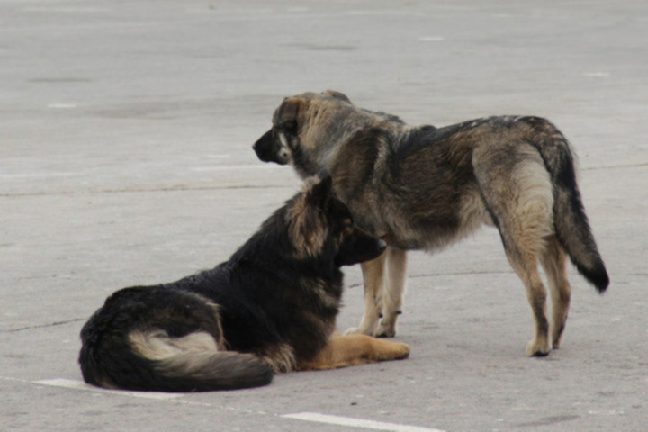 На отлов собак в одном из районов Саратова потратят 1,4 миллиона рублей
