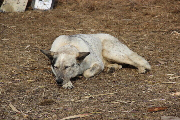 По 7,3 тысячи рублей за животное: стало известно, сколько бродячих собак отловят в «новом Саратове»