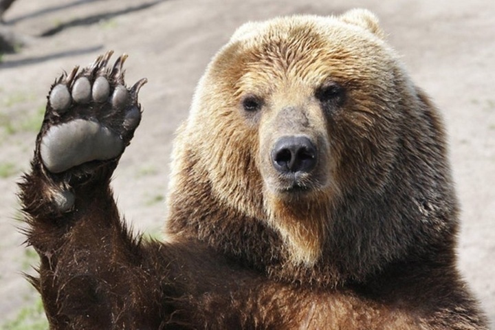 Губернатору пожаловались на сбежавшего медведя, который якобы наводит ужас на сельчан: чиновники по этому поводу вспомнили шутку