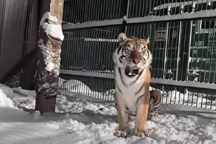 Сотрудники хосписа сняли на видео, как живет тигрица Аврора из Саратова после удаления двух глаз