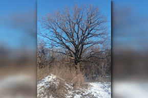 В реестр старовозрастных деревьев России включили дуб из Саратова, которому около 150 лет