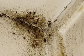 Квартиры жителей аварийного дома атаковали полчища тараканов: чиновники посоветовали горожанам пойти в суд