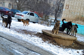 Жертвами бездомных собак в Балаково стала школьница и пенсионерка: одной порвали куртку, другой вызвали «скорую»