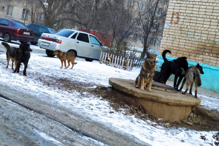 Жертвами бездомных собак в Балаково стали школьница и пенсионерка: одной из пострадавших стало плохо от испуга