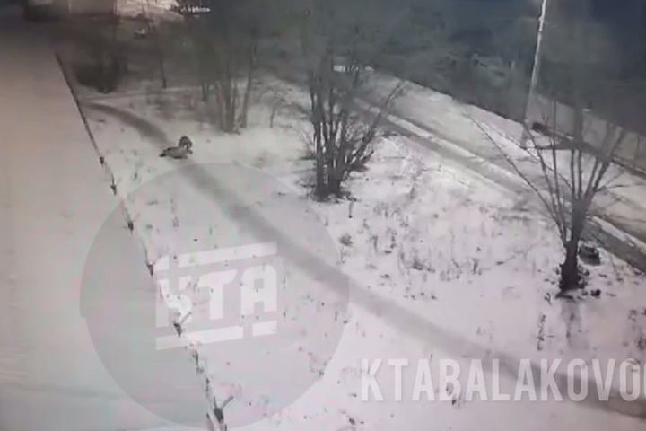 В Сети появилось видео жестокого нападения на девушку, якобы произошедшего на улице Балаково