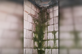 Трещины, плесень, грибок на стенах и фекалии: покровчанка показала, в каких условиях вынуждены существовать жильцы дома на Крупской