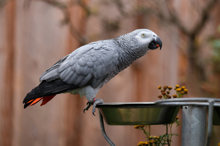Саратовчанка хотела купить говорящего попугая, но заполучить птицу ей так и не удалось