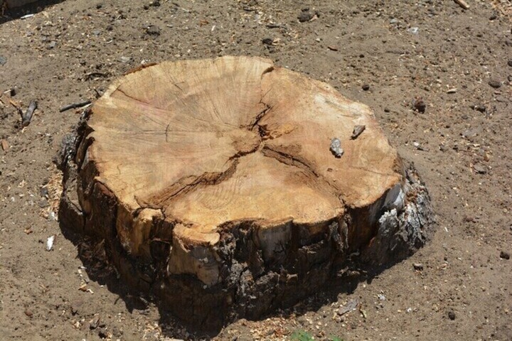На территории школ Саратова хотят спилить деревья (всего планируется уничтожить более 20 и обрезать 40)