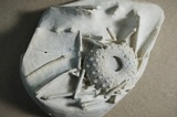 В Вольске нашли морского ежа, которому около 65 миллионов лет