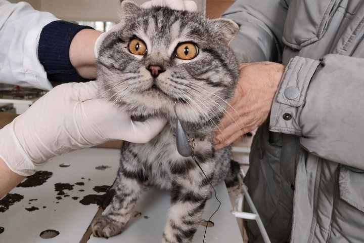 Ветеринары спасли кота, который из-за любопытства поймал сам себя на рыболовный крючок