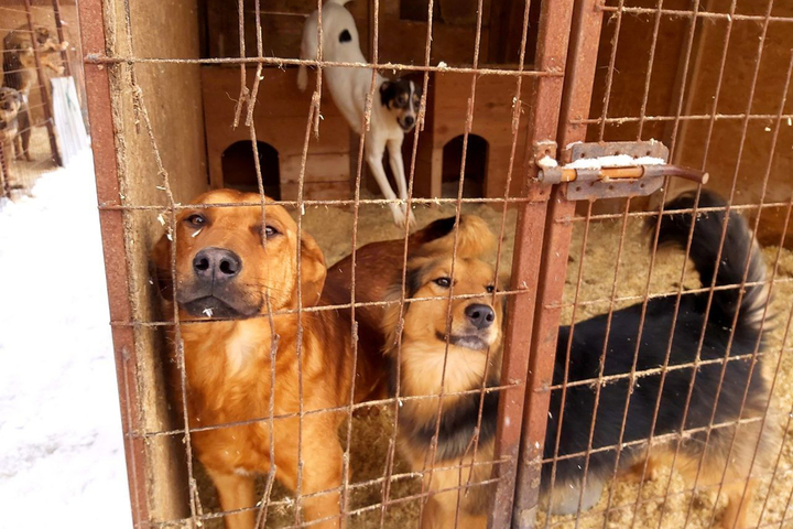 Ветеринары не выявили в саратовском приюте «Рич», где обнаружили десятки трупов животных, бешенства и чумы