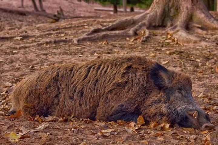 В Красноармейском районе планируют снять последний карантин по африканской чуме свиней