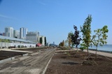 При реконструкции саратовской набережной пропало две сотни деревьев стоимостью 2,18 миллиона рублей (об обращении в полицию ничего неизвестно)