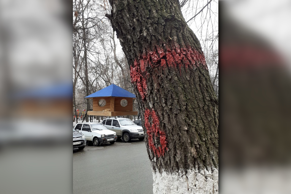 Жительница Саратова обратила внимание на красные кресты на деревьях в центре города (это может обозначать, что их вырубят)