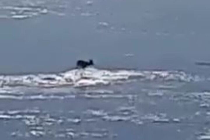 В Вольском районе спасатели помогли косуле, которая плавала на льдине по Волге (видео)