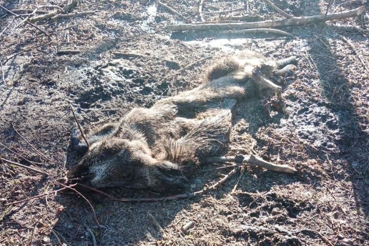 В Гагаринском районе нашли мёртвого кабана. Болен ли он африканской чумой — неизвестно