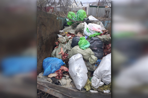 Житель Саратова обеспокоился тушами животных, которые выкинули в мусорные контейнеры в Заводском районе