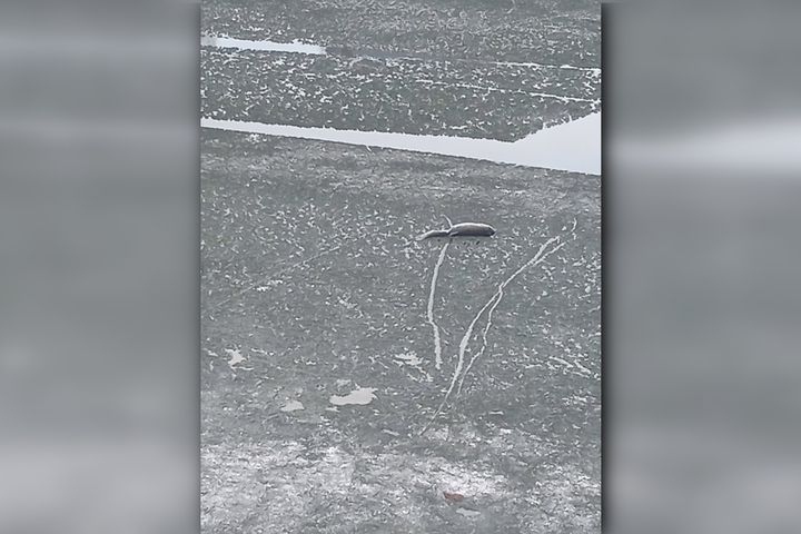 «Это лёд ещё не растаял»: в сквере Марины Расковой из пруда начала всплывать мёртвая рыба