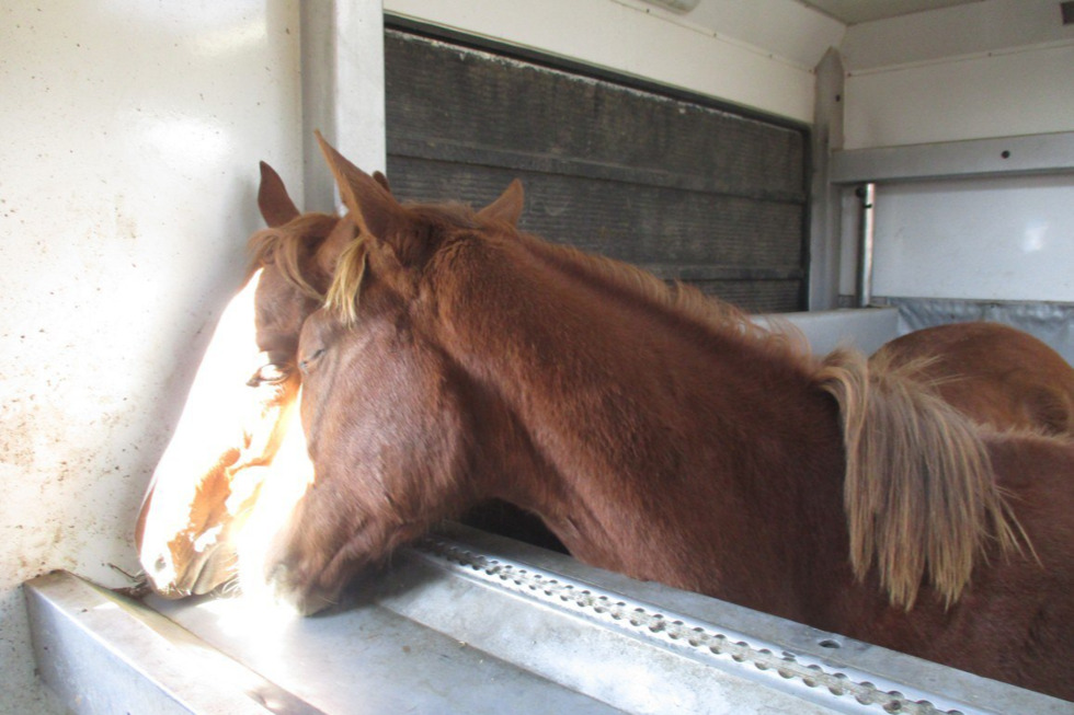 В Саратовскую область не пустили четырёх спортивных лошадей